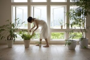 Woman watering plant by window in home

Indoor Air Quality: Top 5 Plants That Clean Your Home's Air