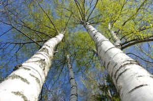 Upwards shot of birch trees. 

Oral Allergy Syndrome: Why do Pollens and Foods Cross-React?