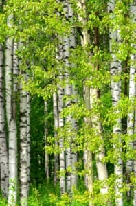 Birch trees release pollen grains in the spring, causing bouts of springtime allergies in the Prairies.