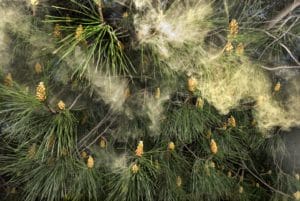 Allergy causing pollen blowing from a pine tree, Pinus pinea.

Allergic Living’s 10 Ways to Beat Pollen