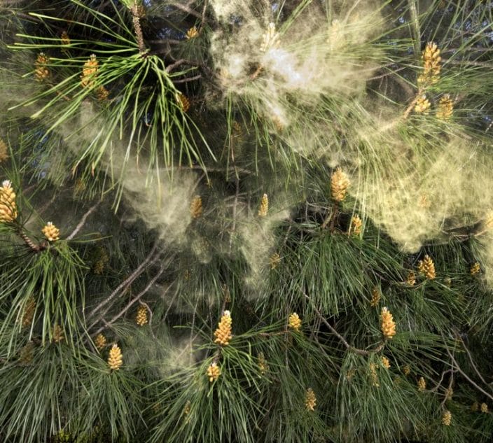 Allergy causing pollen blowing from a pine tree, Pinus pinea.