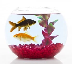 two goldfishes in fishbowl