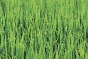 Managing grass allergy is easier when you follow our top 10 tips.
