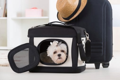 Air canada dog clearance carrier