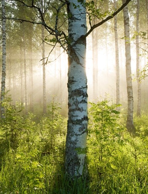 Sunlight in forest of birch trees