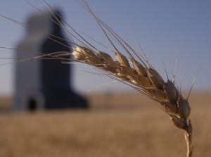 Stalk of Wheat with Silo in Background