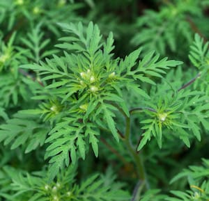 All About Ragweed Allergy: Signs, Symptoms and Avoidance