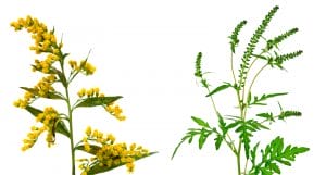 All About Ragweed Allergy: Signs, Symptoms and Avoidance
