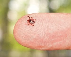 Red Meat Allergy: How A Tick Bite Can Upend Your Diet and Your Life