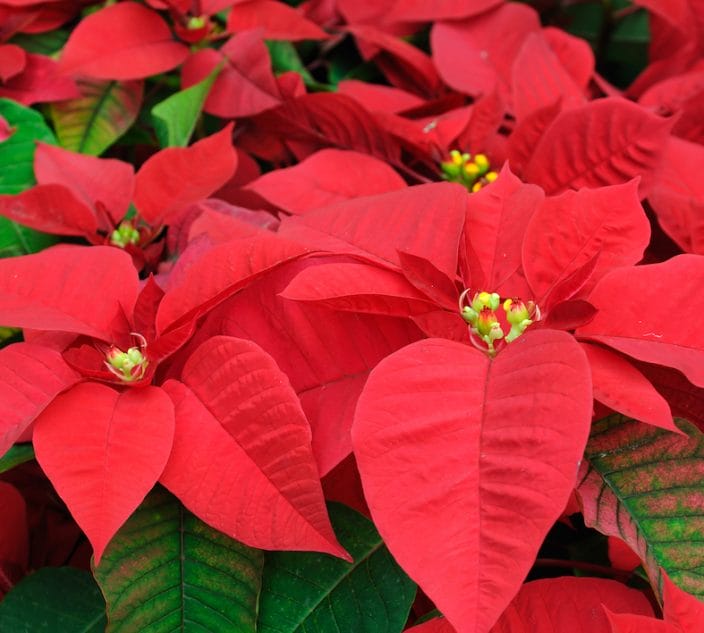 Close up of red poinsettia flowers.