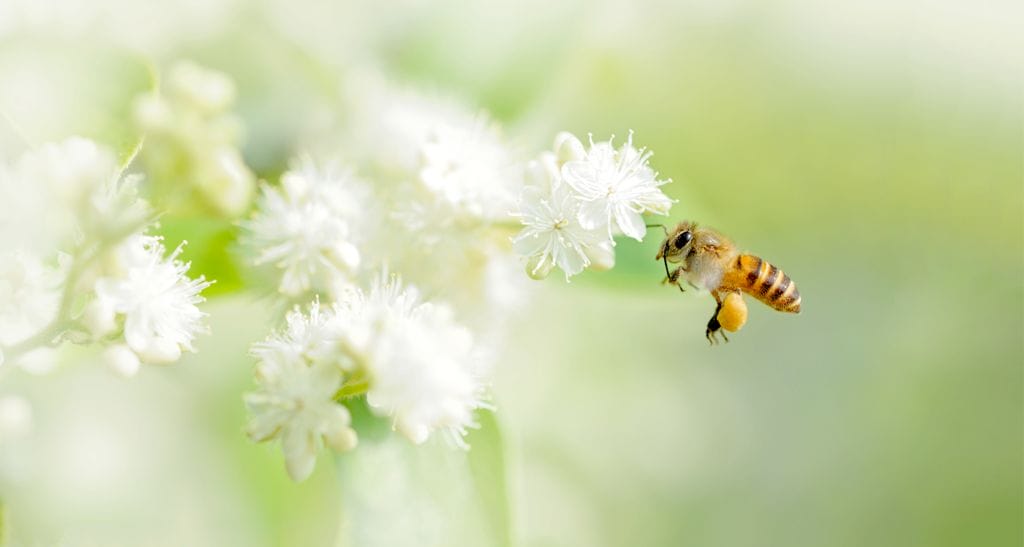 Learn to separate fact from falsehood when it comes to spring allergy myths 