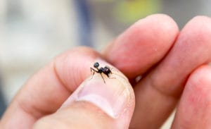 Man capturing an ant