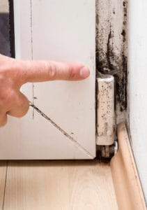 Mold is an important allergy trigger to look out for when house-hunting. 