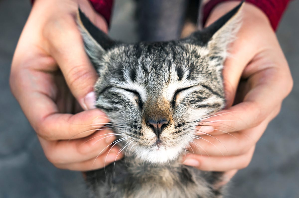 Cat getting it's face rubbed.