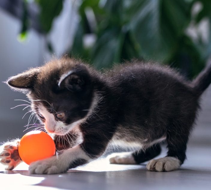 Black kitten plays with orange ball