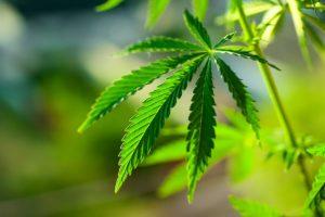 Marijuana Allergy: From Symptoms to Causes, Cross-Reactions