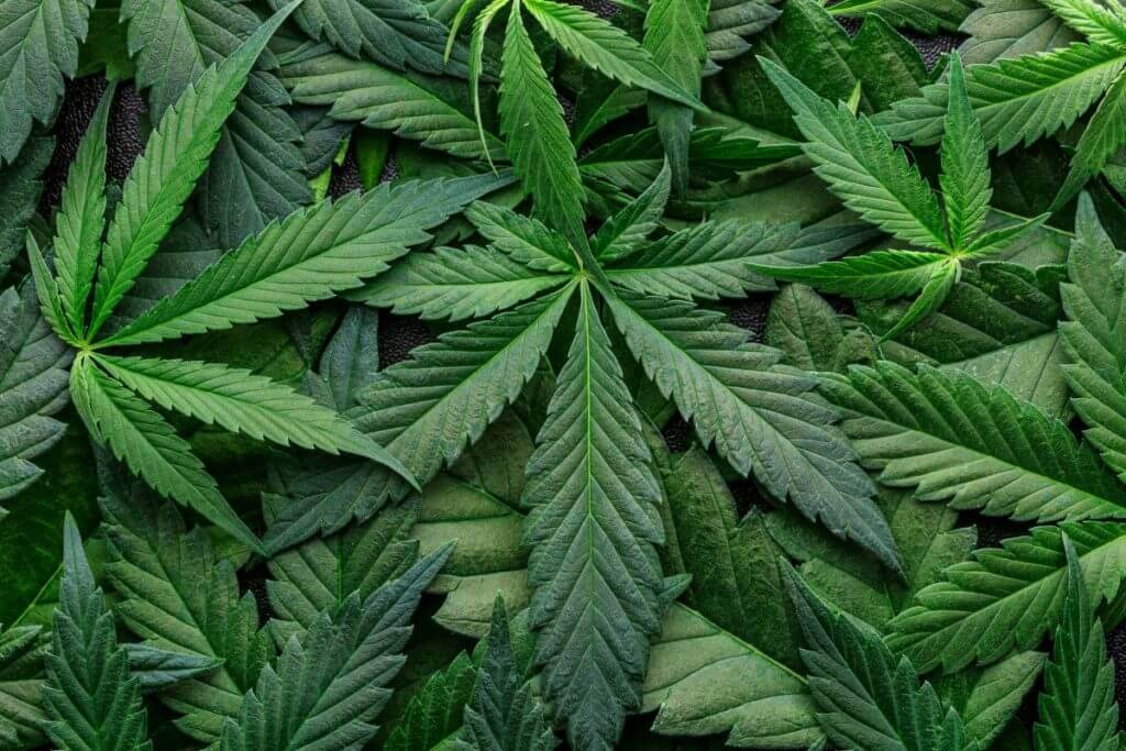 Marijuana leafs. Marijuana Allergy: From Symptoms to Causes, Cross-Reactions